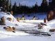 Winter Camp