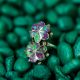 Double Flower Ring